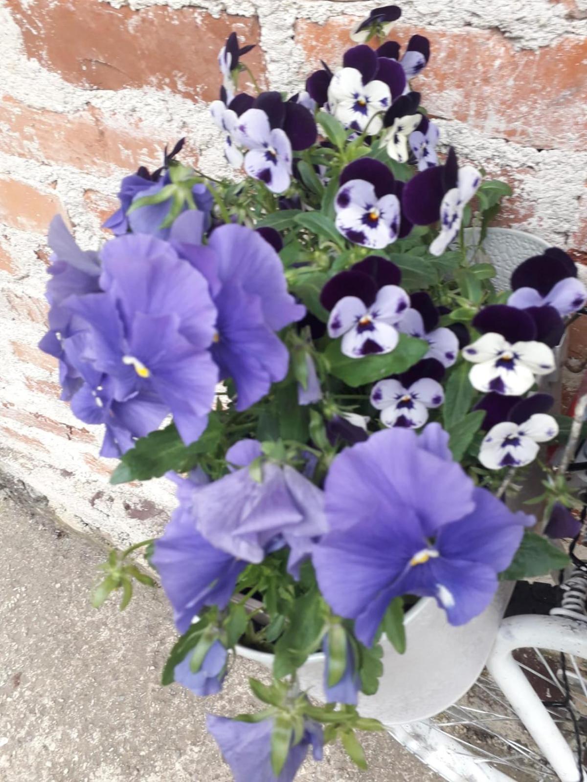 Apartment Ada Bed & Breakfast Gračac 외부 사진